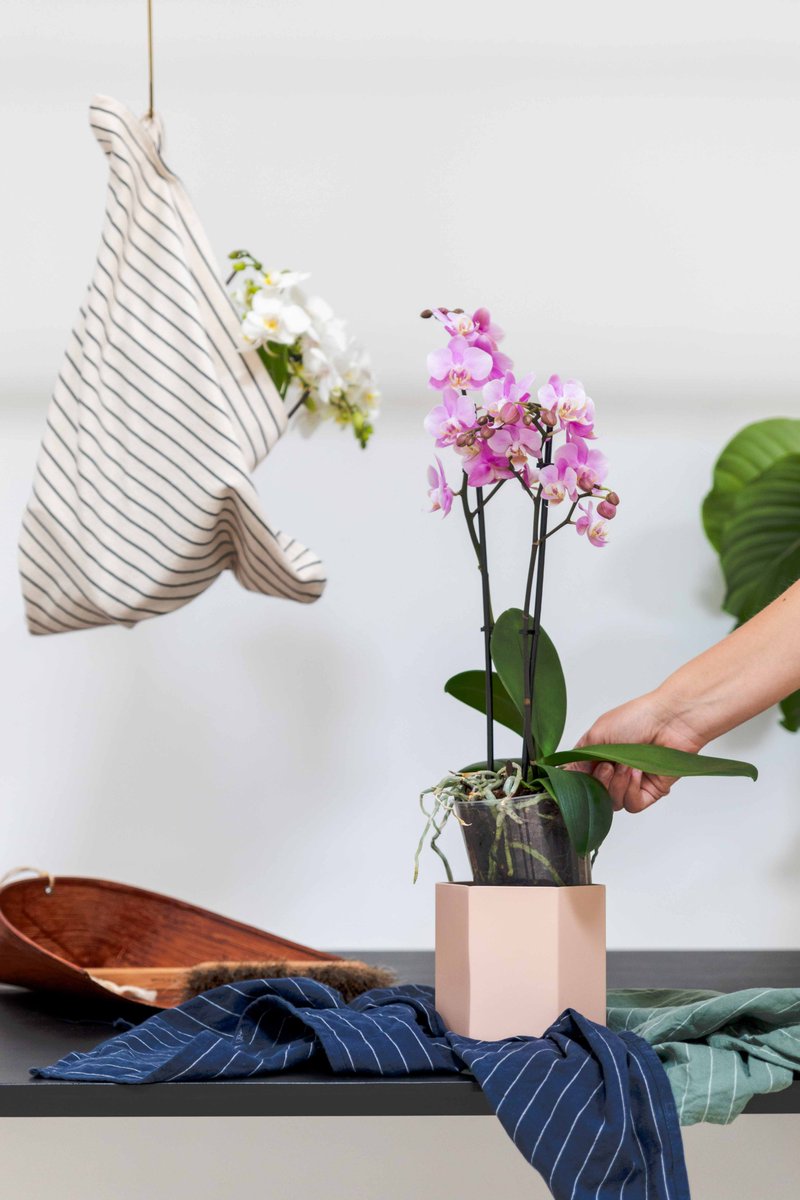 Verzorgingstip • Jouw phalaenopsis houdt van badderen. Dompel hem een keer per week een kwartiertje in het water, en hij geeft je er een lange levensduur voor terug! Meer verzorgingstips? lnkd.in/emYB42Se #orchidslovers #orchids #love #orchidcare #plantcare #caretips