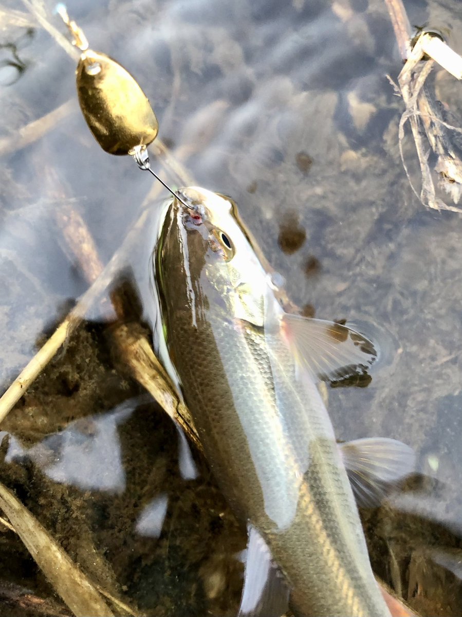 ダイソースプーンのtwitterリアルタイム検索結果 Meyou ミーユー