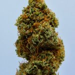 Image for the Tweet beginning: “This #CBD will fix everything.”

#CBD