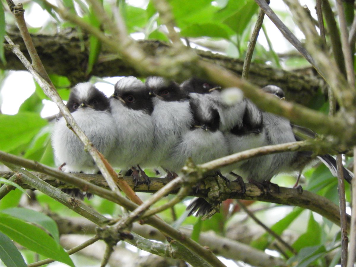 CJoseph81703790's tweet photo. Eight youngsters waiting to be fed at Upton Warren nature reserve https://t.co/GzTUkkxDxX