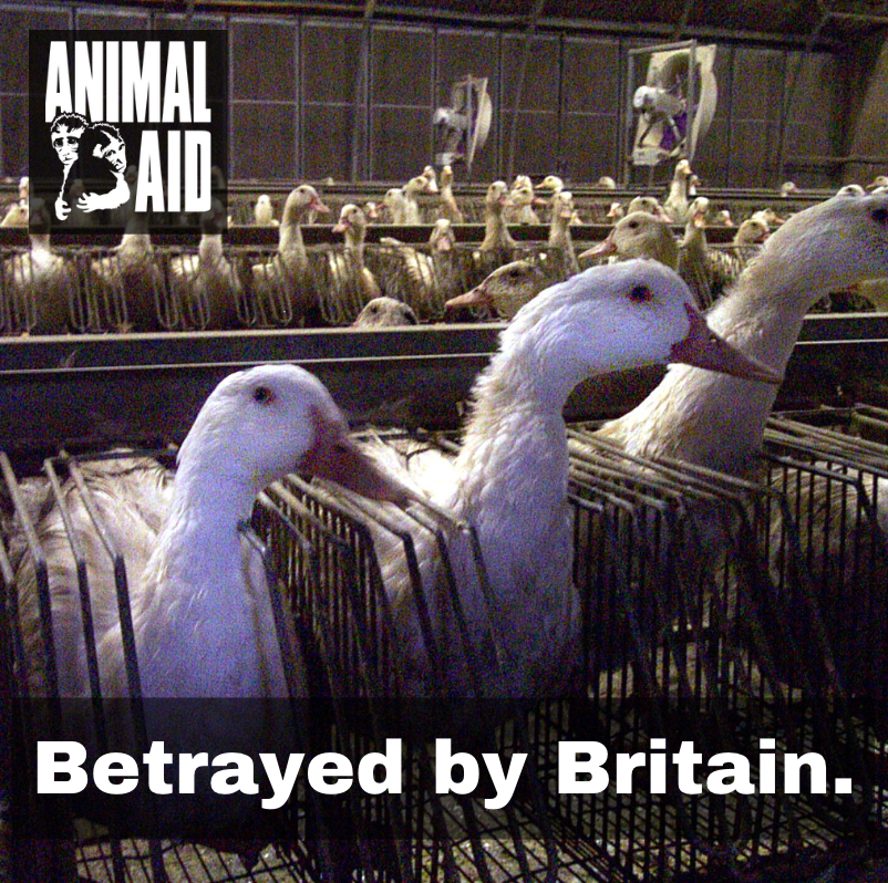 😪 Disappointing results from the Queen's Speech today. ⁠ ⁠ Animals have been completely betrayed by the British government. So much for 'growth' 😫⁠ ⁠ #BanFur #BanFoieGras #Betrayed #DontBetrayAnimals⁠ @BorisJohnson @DefraGovUK