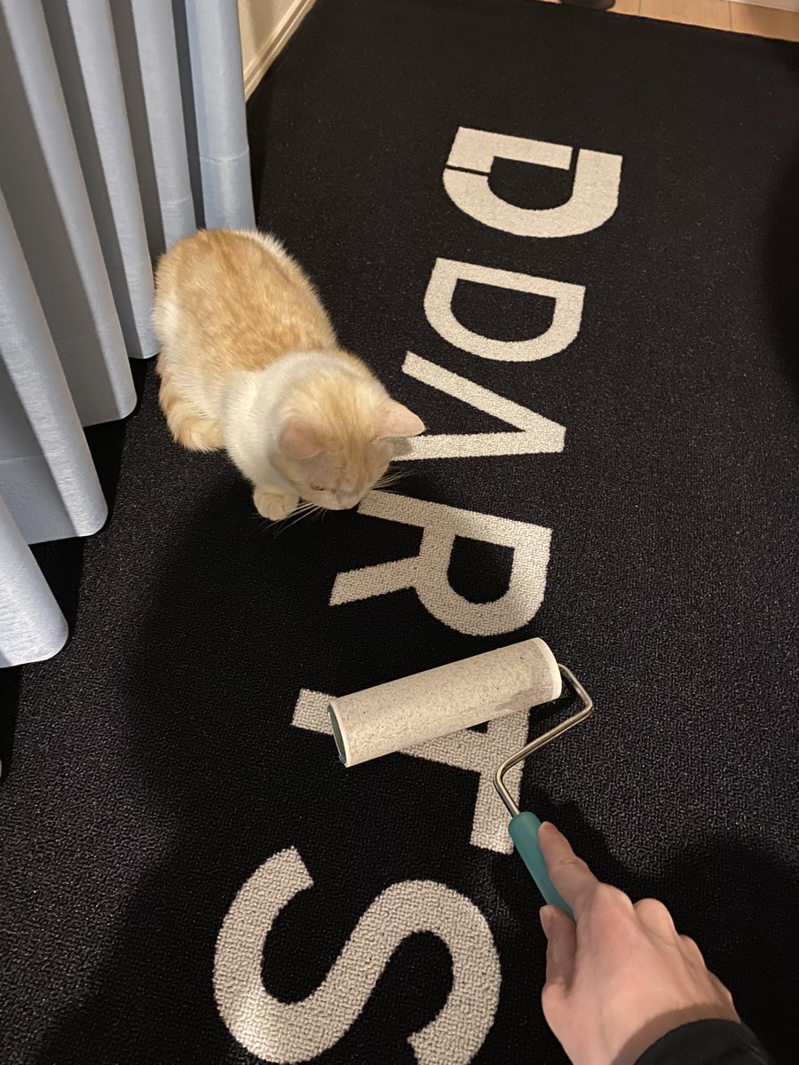 darts_7soBl's tweet photo. マンチカンの子猫を飼い始めたのですが、抜け毛がすごくてダーツマットをコロコロしたらコロコロしたそばからコロコロを気にして乗ってくるので無限ループコロコロ https://t.co/U93bHb8vtx