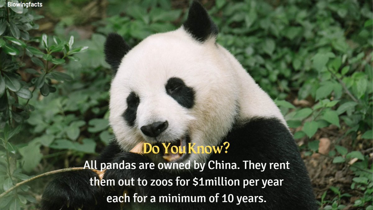 Blowingfacts2's tweet photo. Cute Pandas
#panda #panda🐼 #pandalover #china #pandachina #factsdaily #animalfacts #zoo #factstoliveby #blowingfacts https://t.co/JbAUlvuBSk