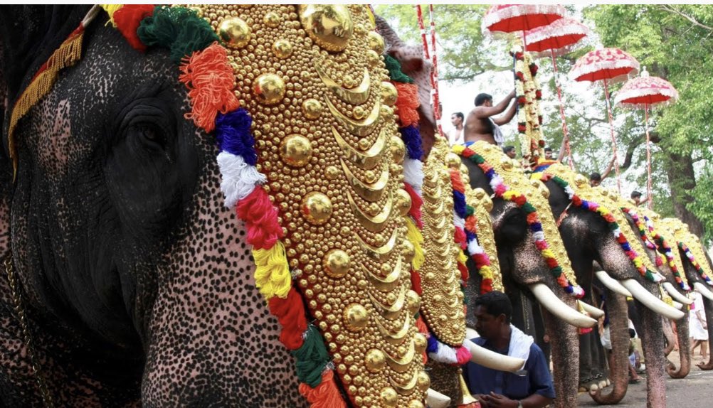 emsfoundationsa's tweet photo. The Pro Elephant Network Letter of Concern for the Elephants of Kerala. Please read the  letter: https://t.co/BoLGs3yKsE #KeralaElephants #ProElephantNetwork image credit @Reuters https://t.co/gudjNKDeg1