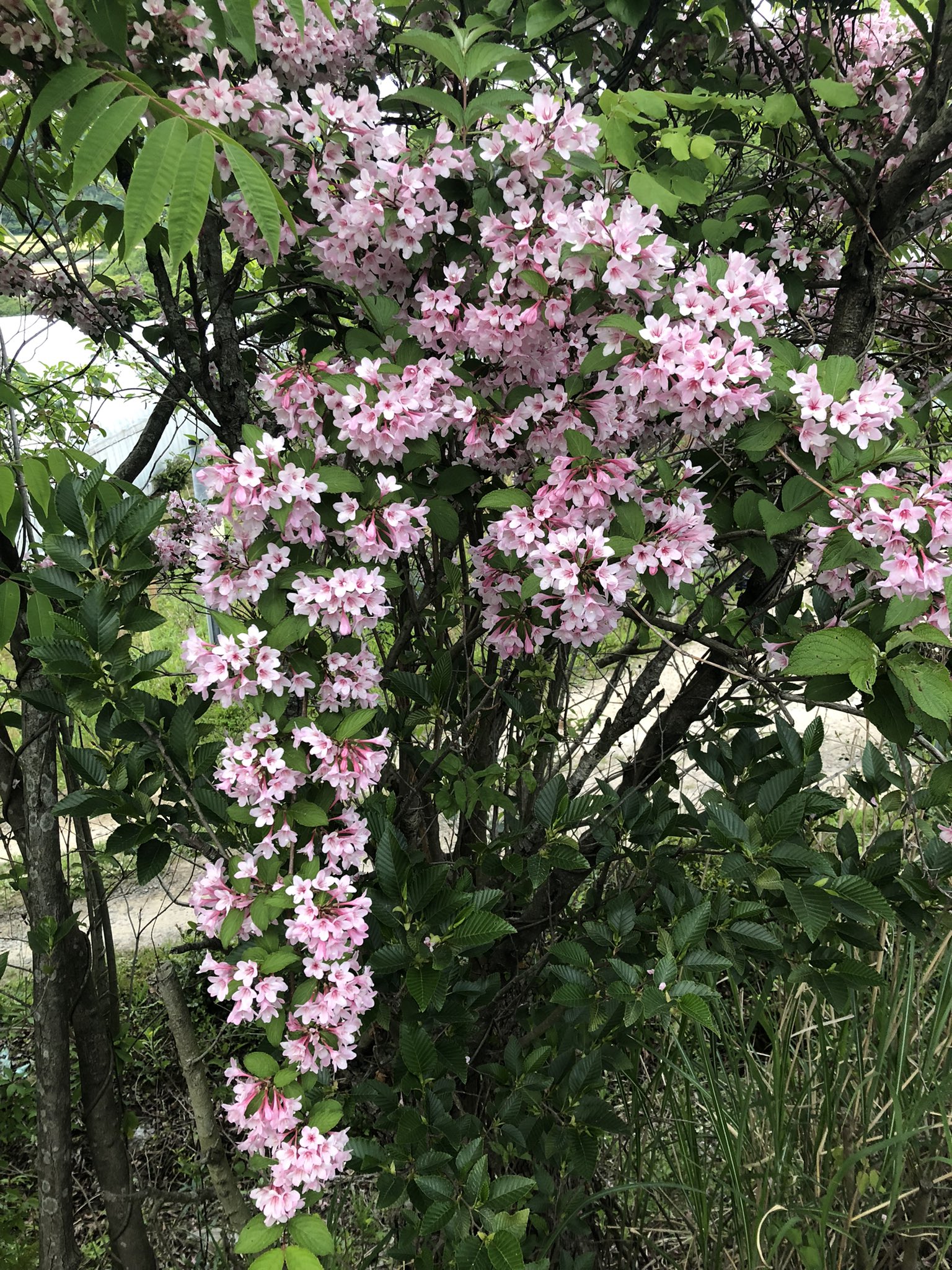 Tanfuku0522 プリンに続き今日のピンクなもの タニウツギ 谷空木 田植えの時期に咲くので 田植え花とも言うそう 花言葉は豊麗 5月31日の誕生花 辺り一面に咲くと 山火事のように見える事からか 彼岸花などと同じように 家に持ち込むことは忌み嫌われ