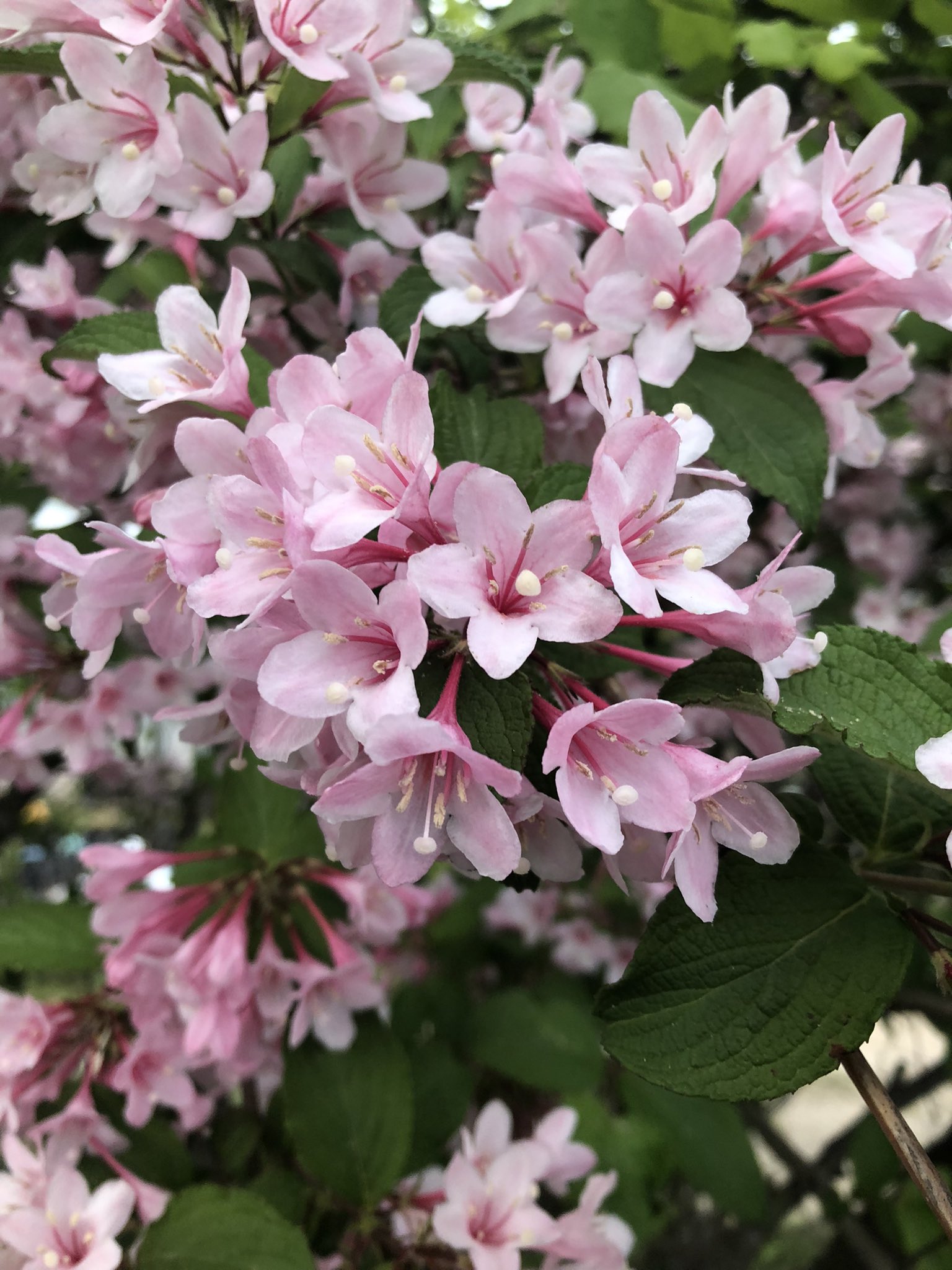 Tanfuku0522 プリンに続き今日のピンクなもの タニウツギ 谷空木 田植えの時期に咲くので 田植え花とも言うそう 花言葉は豊麗 5月31日の誕生花 辺り一面に咲くと 山火事のように見える事からか 彼岸花などと同じように 家に持ち込むことは忌み嫌われ
