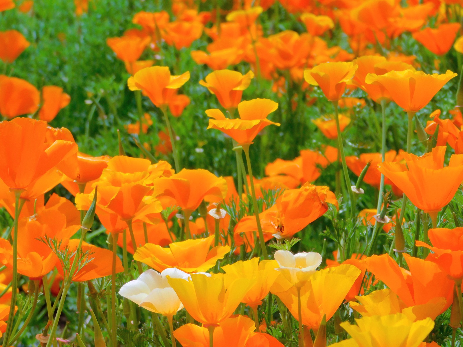 Jun Jun 花菱草 ポピー カリフォルニアポピー 千葉県 我孫子 我孫子市水生植物園 あびこ巡り 花 Flower はなまっぷ Tlを花でいっぱいにしよう 22年4月28日撮影 T Co Cqfwtkerlh Twitter
