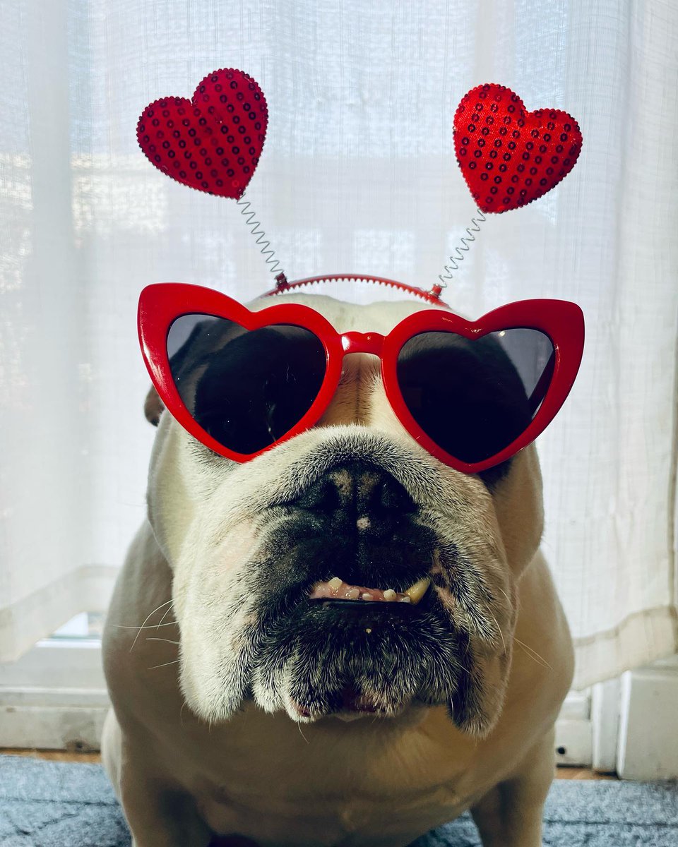 Bulldogmode4 tweet picture