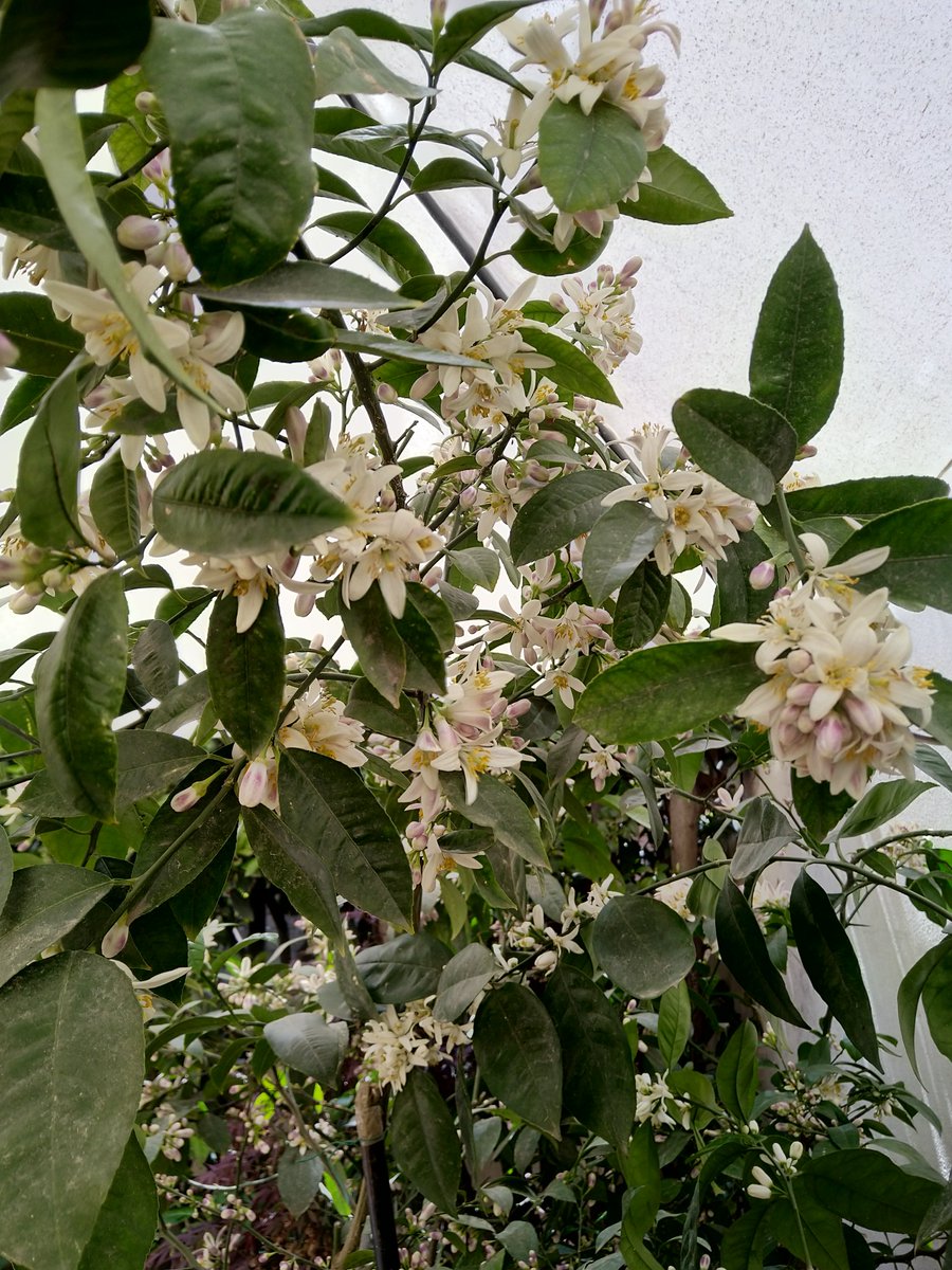 ACiavattella's tweet photo. Una fioritura, oserei dire, quasi opulenta... 💚
#Zagare #Arancio #limone https://t.co/Ei9pPmK2bQ