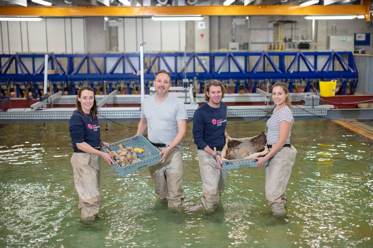 OceanCTrust's tweet photo. We have been working with the University of Plymouth, carrying out experiments in the COAST Laboratory, to enhance our seagrass restoration efforts in Plymouth Sound! 🌱

You can read all about it on our blog here: https://t.co/ASTcpIc9Gz

#seagrass #conservation #restoration https://t.co/GEVZfP0KzH