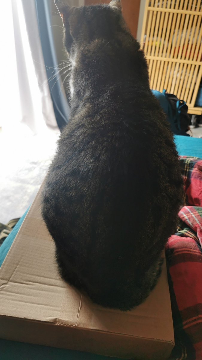 herbalfox_'s tweet photo. Ummm.. Sir? 🐈 https://t.co/mdkhy55hsR