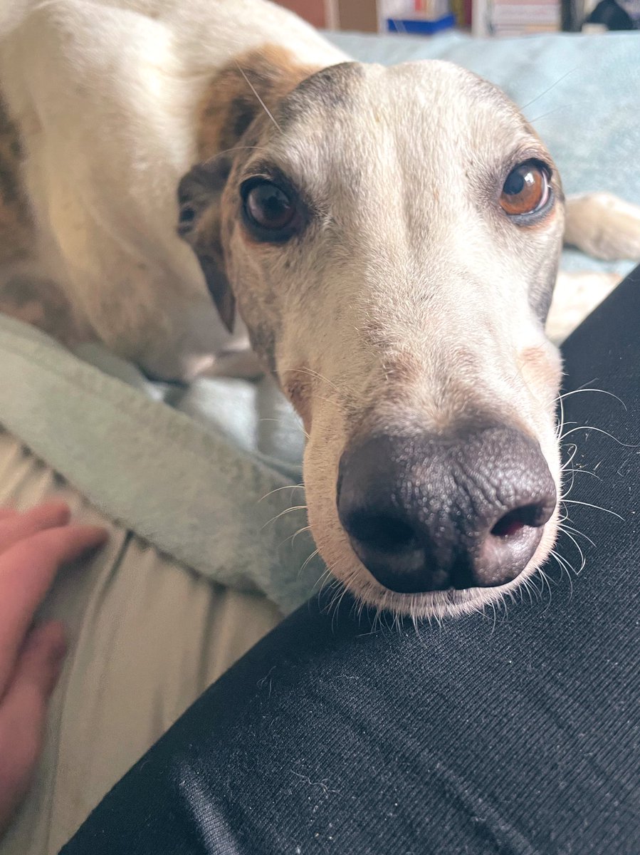 Big mums leg makes the best pillow ❤️