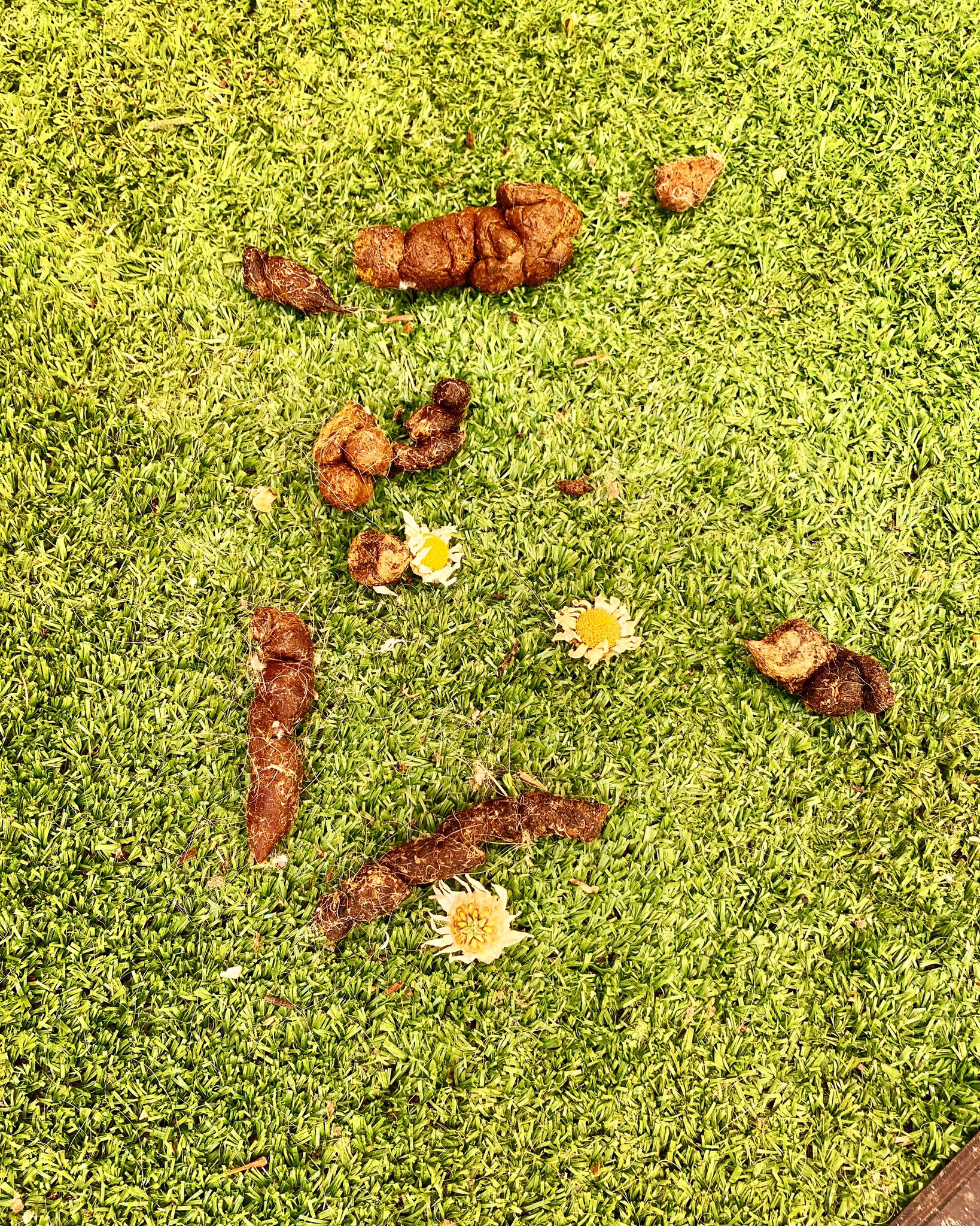 Aprende InglésSila on Twitter "MIERDA Y MARGARITAS… la representación