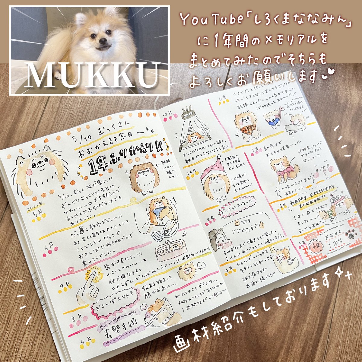 【今日はむっくのお迎え記念日】
最近のむっくさんの様子をまとめてみました🗒おっぴろげで寝るのとか、べろ出ちゃってるのとかほーんと𝑙𝑜𝑣𝑒………
#むくふわむっく