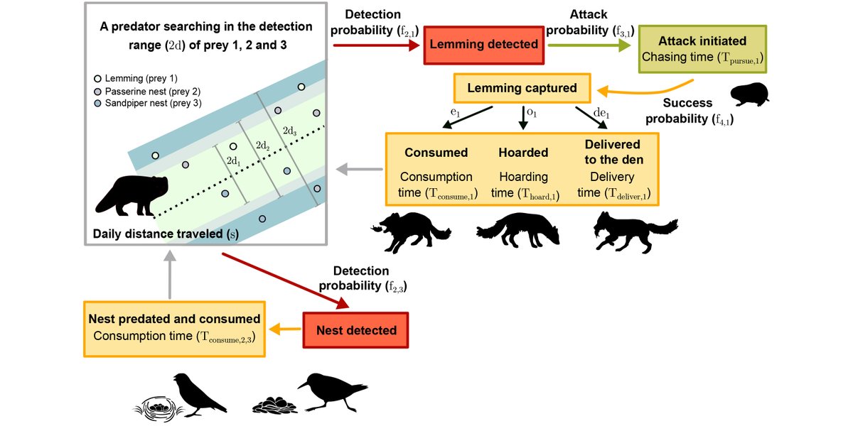 ESAEcology's tweet image. New in @ESAEcology:

A mechanistic model of functional response provides new insights into indirect interactions among arctic tundra prey

doi.org/10.1002/ecy.37…

With #OpenData in @datadryad 

#FunctionalResponse
#ArcticFox
#ApparentCompetition