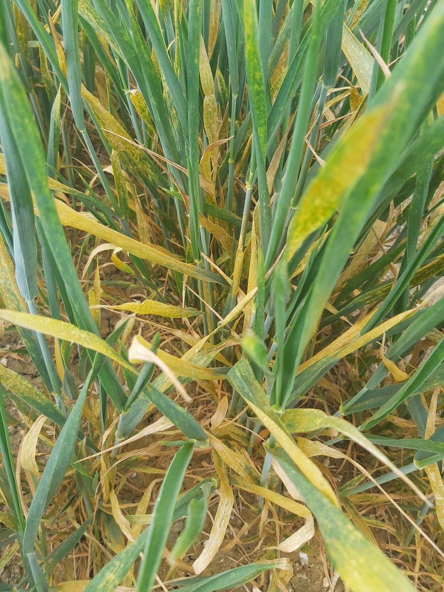 Strong early yellow rust pressure here at @LSPBLtd.
