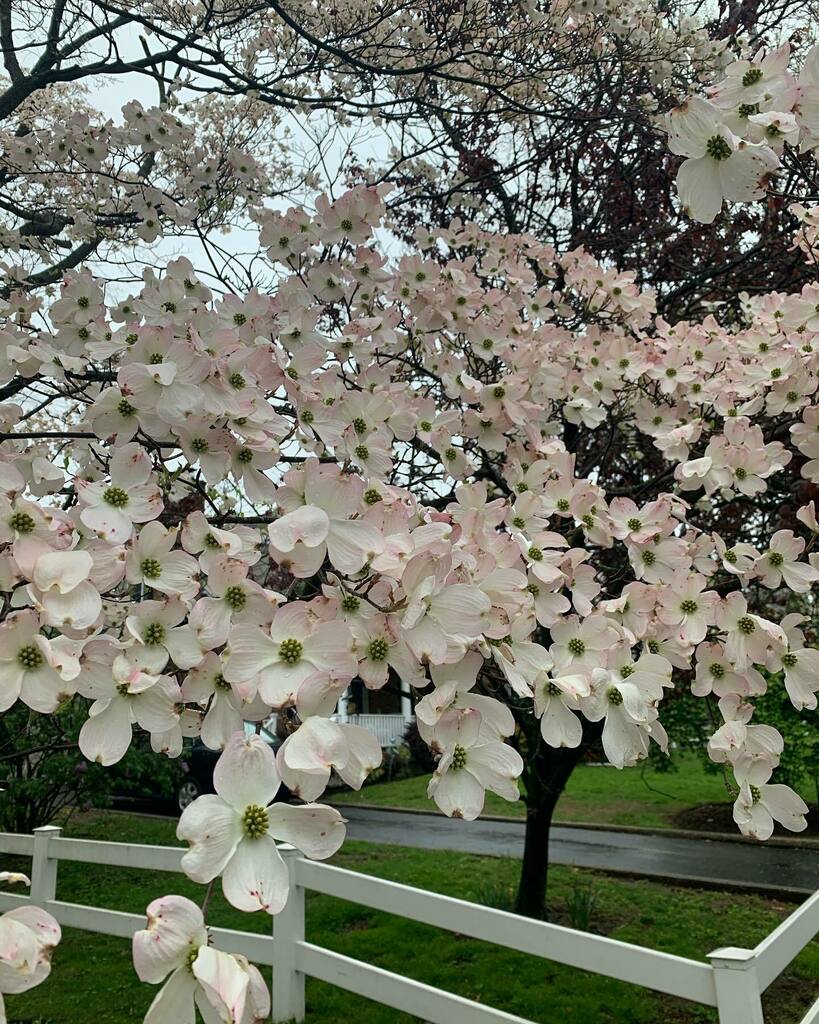 daisygirl_io's tweet photo. Dogwood tree in full bloom right now. Zone 7
#zone7gardening #longislandgardening #dogwood #dogwoodtree #cornusflorida #kwgardensandflowers https://t.co/8xheJMHq32 https://t.co/d6dCWdCGWk