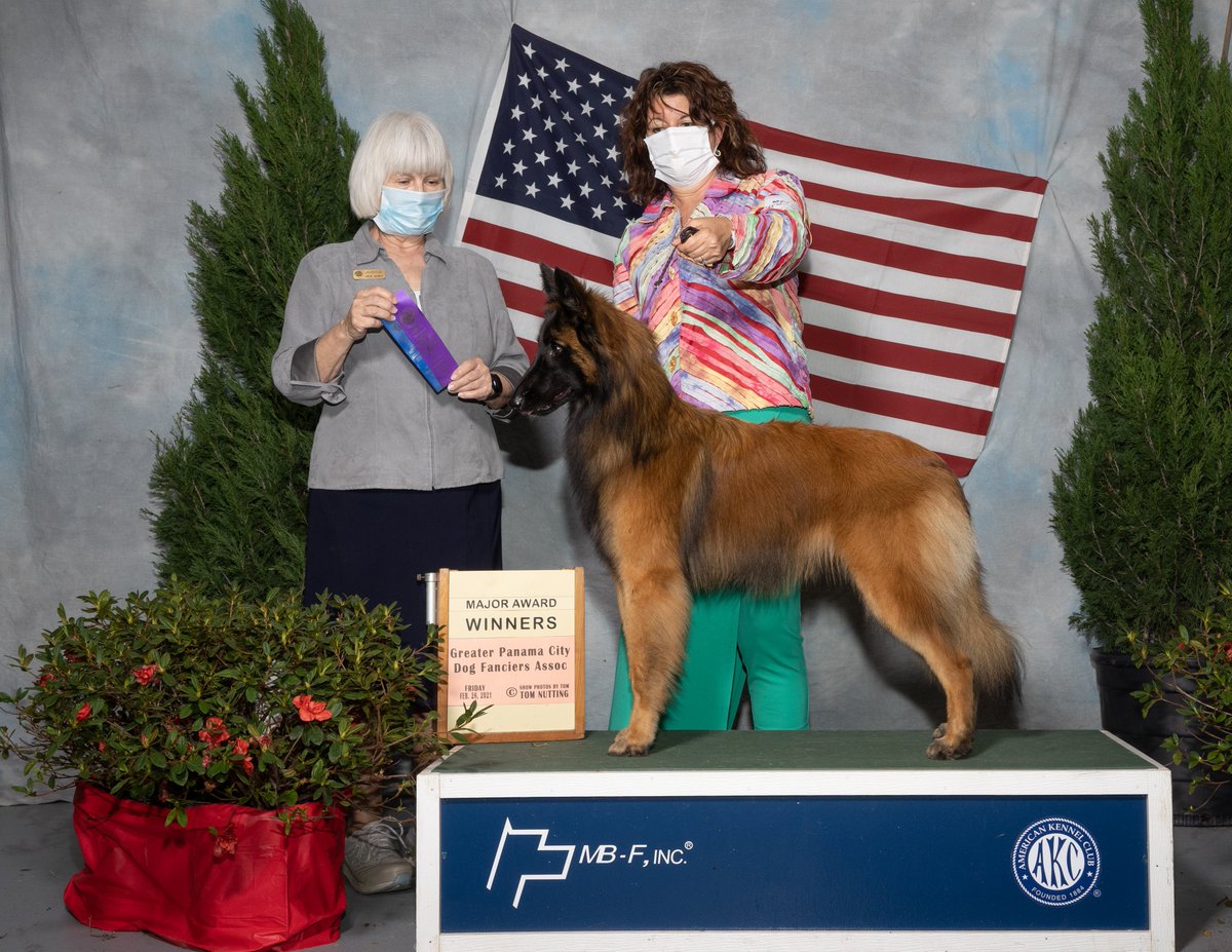 cokotervs's tweet photo. Ms Vogue trying to look like a real show puppy! #showdogs #dogsthatshow #dogsoftwitter #purebredbelgiantervuren #purebred #purposefullybred #dogs #puppylove https://t.co/u4lYrSbKaC