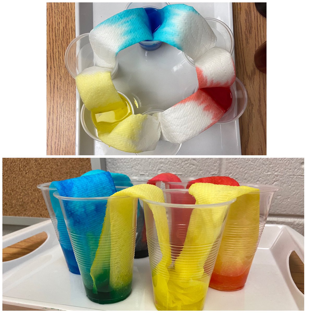 This week we tried the walking water experiment to mix colours. We are so excited with how it turned out. <a href="/CundlesHeights/">Cundles Heights PS</a>