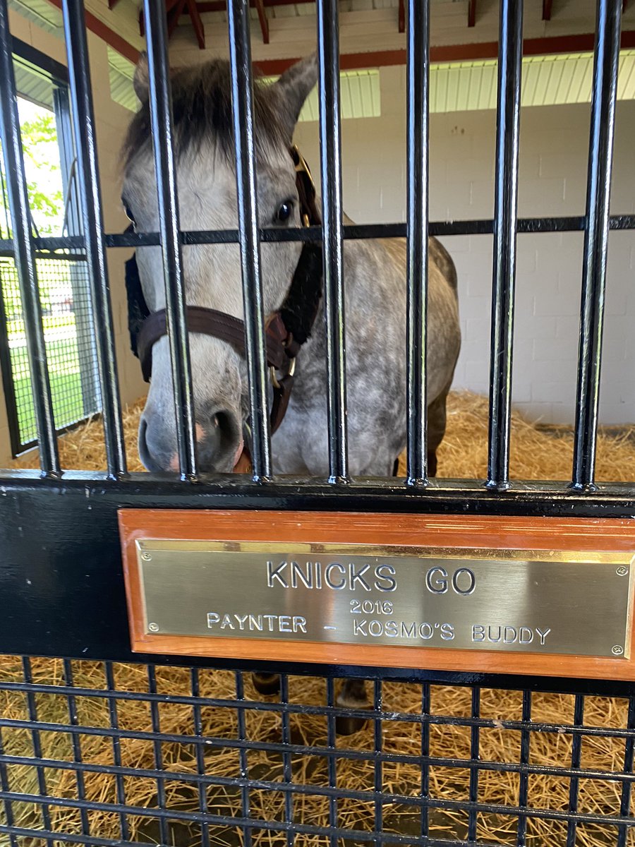 SabrinnaMoore's tweet image. KG has a new policy

“No peppermints, no pictures.” 🚫🍬🤳

Big guy looks fantastic. So glad he’s loving his new job &amp;amp; home. Thank you @TMStallions for taking such great care of him. 🤍