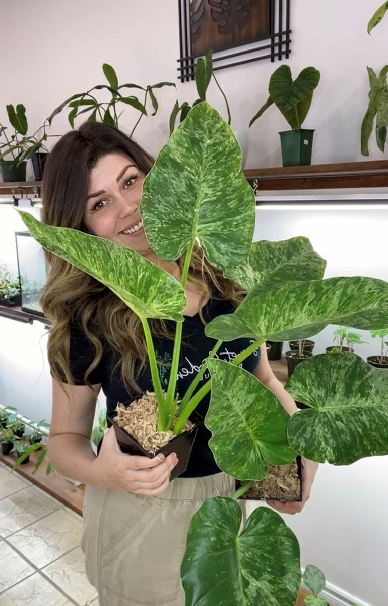 InvestInGuelph's tweet photo. Secret Garden Boutique is a small specialty plant boutique located in @DowntownGuelph at 84 Norfolk Street. Learn more about their selection of exotic tropical plants in the latest #GuelphShops Business Spotlight Profile: https://t.co/0uyhIIrkhI #GuelphEcDevWeek22 #EconDevWeek22 https://t.co/K092CvV1AJ