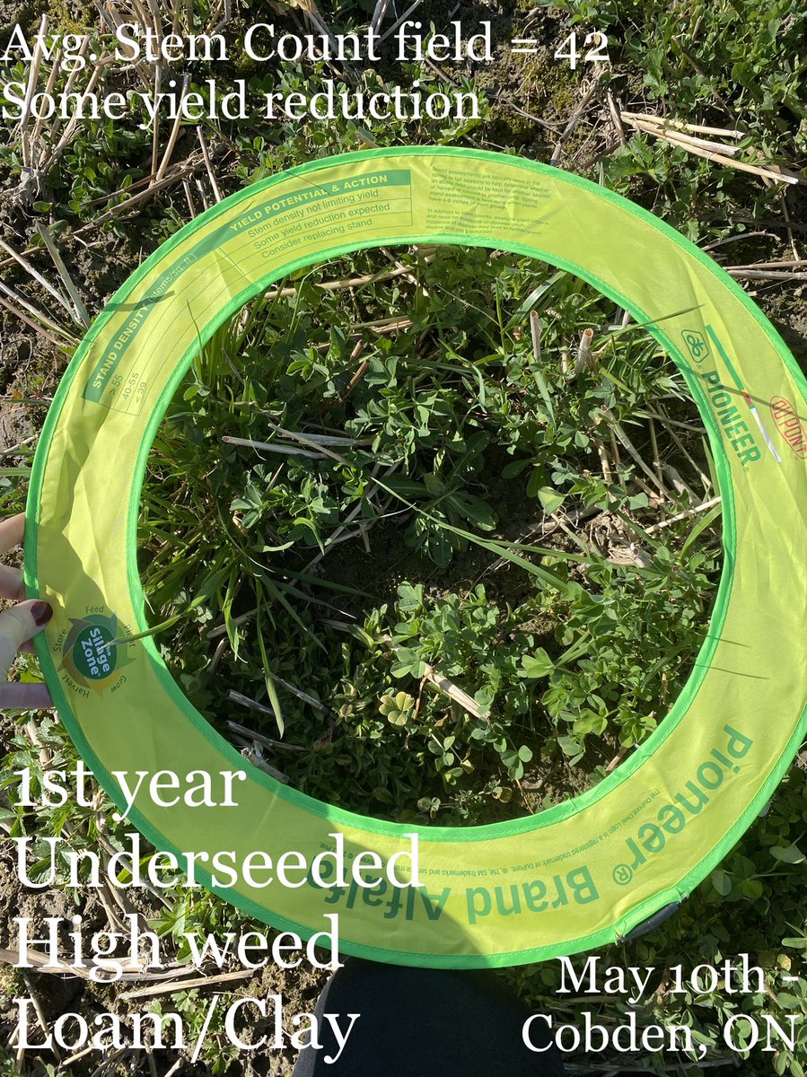 I started stem counts a few weeks ago when scouting for winterkill. Lucky in the #OttawaValley to have minimal losses, with a touch in Carleton place. Most regrowth is >55, but some underseeding is lagging with lots of old growth smothering early on. #Pioneer #PurinaProactiv