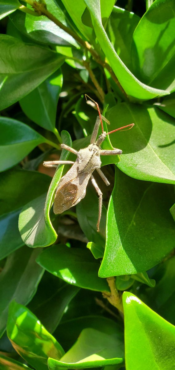cvivian86's tweet photo. Look at this attendee for the #NEDistrict regional meeting. No name tag. What say you, @UFEntNem? @UF_IFAS #Extension https://t.co/Psvx0KSrYL