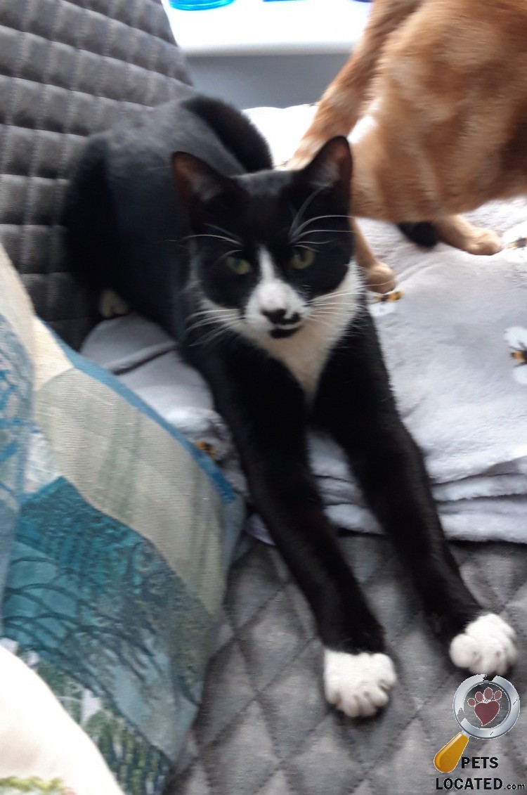 PetsLocated's tweet photo. Black and White Cat lost in Elmbridge (KT8) on 24th April 2022 #lostcats #lostpets #animalrescue https://t.co/GCv7494gVQ https://t.co/0UgSwa8SIt
