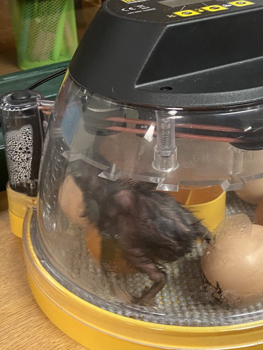 LibraryEmerick's tweet photo. It’s my favorite time of the year in Emerick Library! Chick hatching day!!! @emerickelem1967 @HaddockDawn @AllderAllStars @LCPSScience https://t.co/n6pkCeemgt