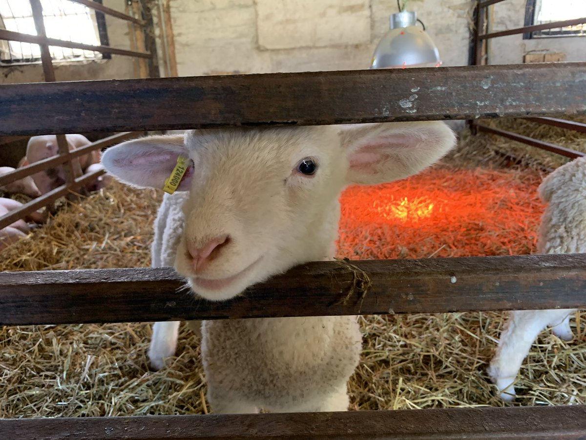 BWDSB Program Department tweet media