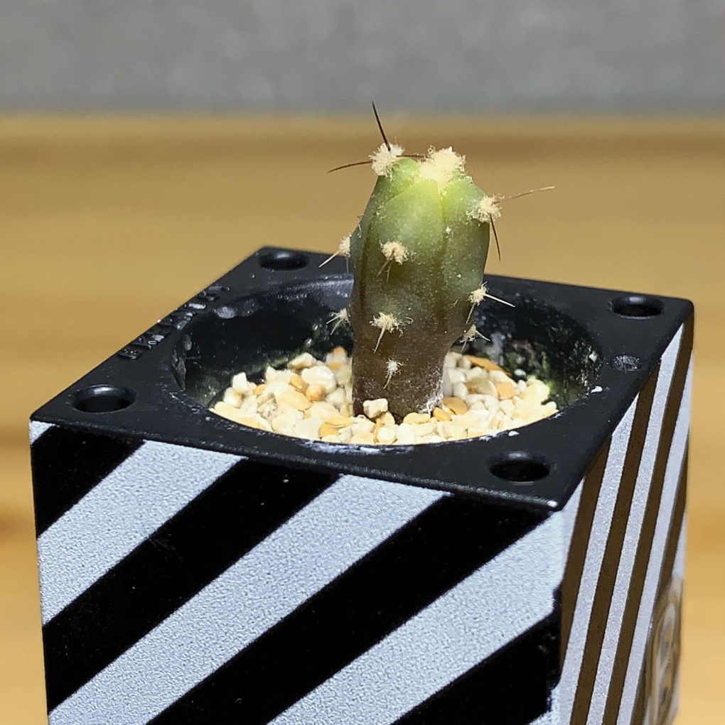notfound404_2nd's tweet photo. たぶん大きさの限界まで育てました。
#サボテン
#Cactus
#グリーントイ
#GREENTOY
#はせがわさとう商店
#SCHWINSEN
https://t.co/kIR3Yg4l1P https://t.co/a8EZ3UkN1P