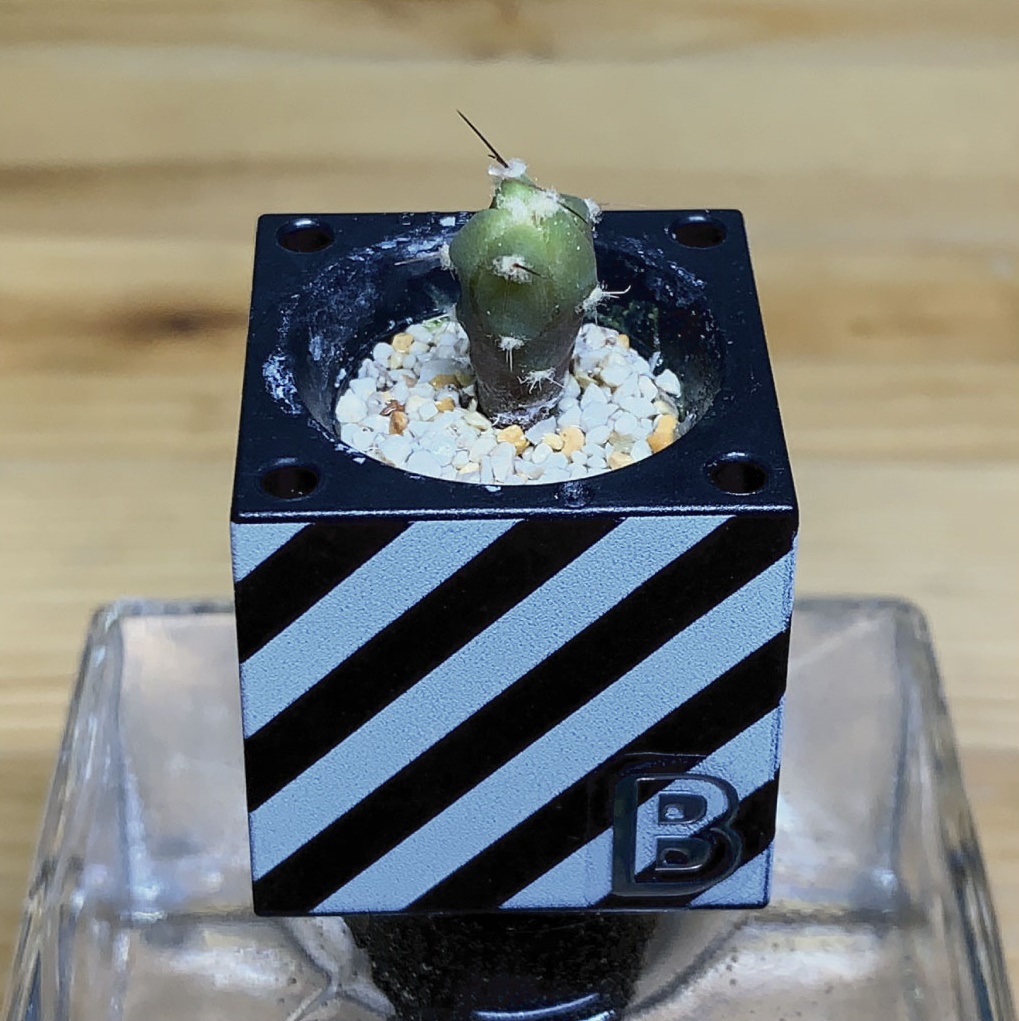 notfound404_2nd's tweet photo. たぶん大きさの限界まで育てました。
#サボテン
#Cactus
#グリーントイ
#GREENTOY
#はせがわさとう商店
#SCHWINSEN
https://t.co/kIR3Yg4l1P https://t.co/a8EZ3UkN1P