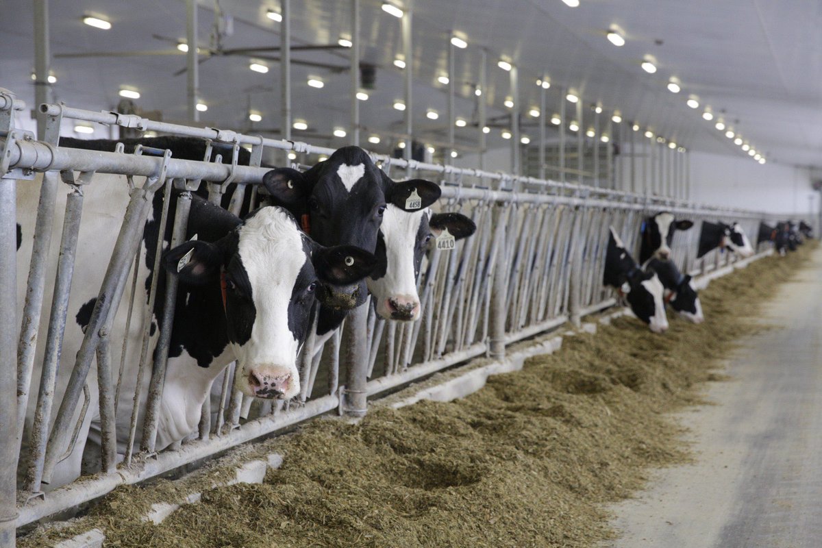 cbwinder's tweet photo. Faculty position open with our fantastic group (inc. @dairyresearch1 @DavRenaud and I) at @uofg @OntVetCollege and @DairyatGuelph in #Epidemiology and #DairyHealthManagement !

Full posting at https://t.co/0iXIsCImds

Please share widely!

#AcademicTwitter #EpiVet #TeamDairy https://t.co/b2pG1gPO7H