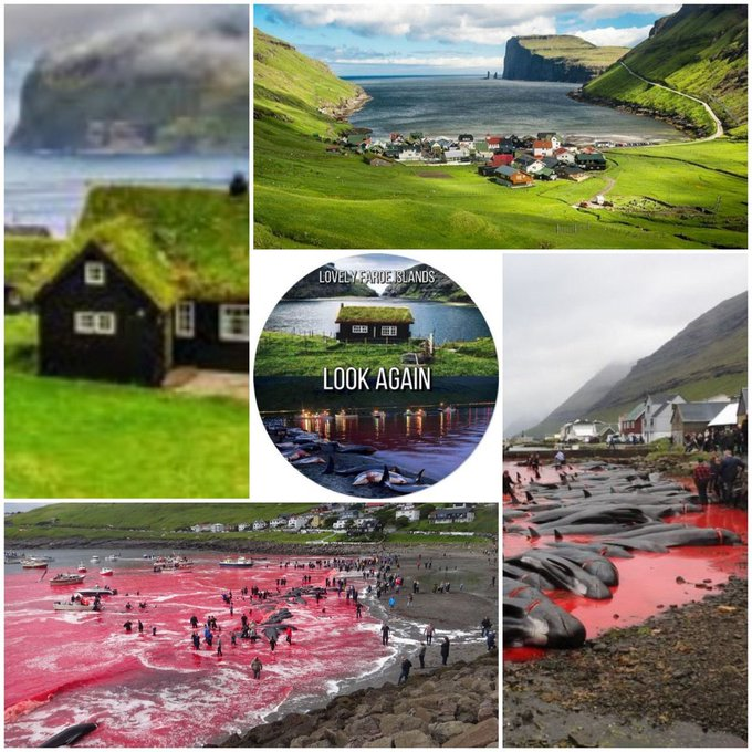 ChristineHoxwo1's tweet photo. @Tinganes @PresidentISL #barbarians #StoptheGrind #animalabuse #childabuse #bloodbath #slaughter #boycottFaroe #grind #killers #stopdolphinslaughter #stopwhaleslaughter https://t.co/FVOHqEOsej