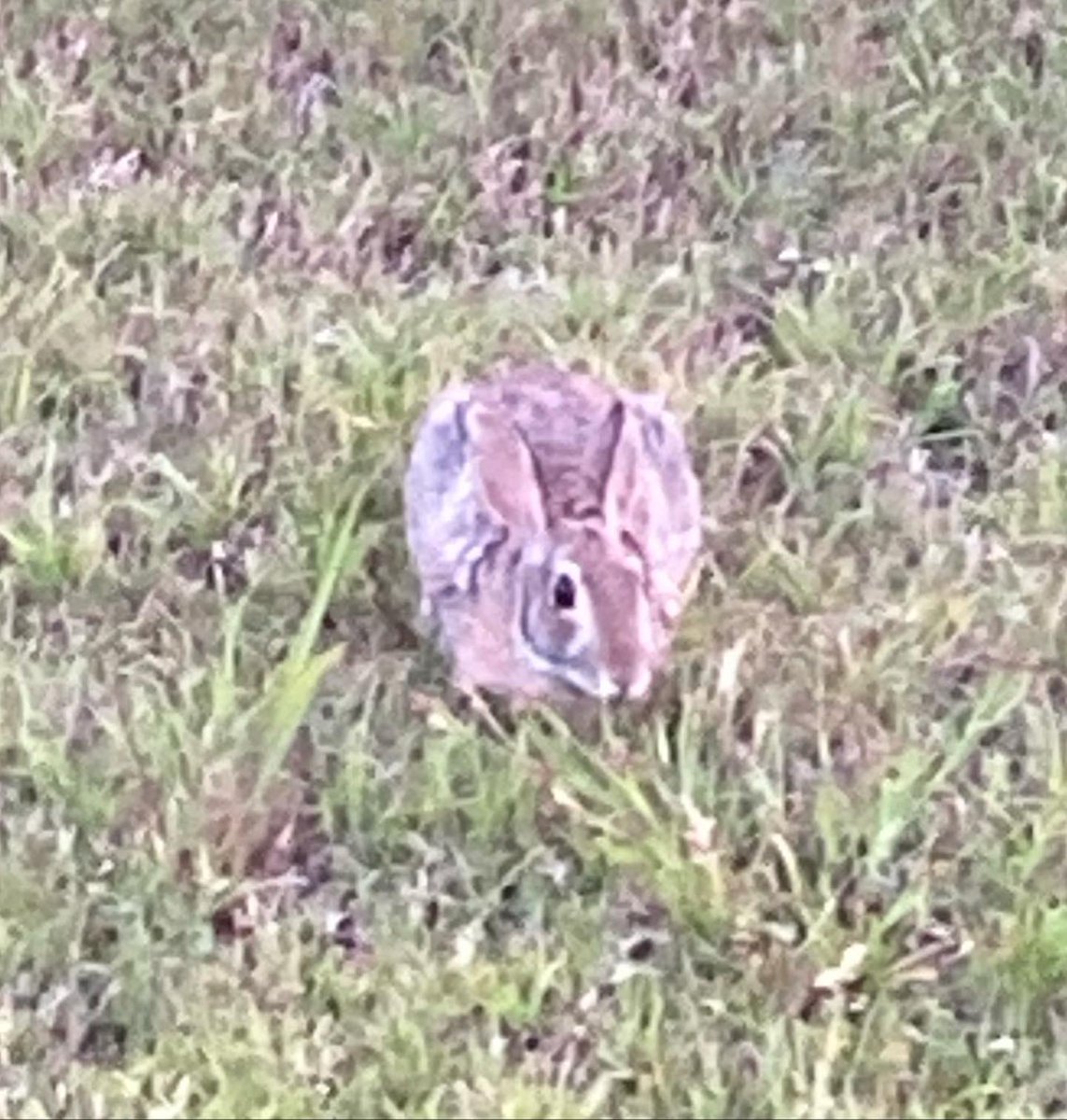 HerbieMooland's tweet photo. Do you see it!? 🐰👀🐕

#alert #onthehunt #huntingmode #rabbit #isitrabbitseasonyet #wantstogetit #huntingdog #readytogetit #lookatthat #dogsoftwitter #DogsOnTwitter https://t.co/aH4RdRtKnP
