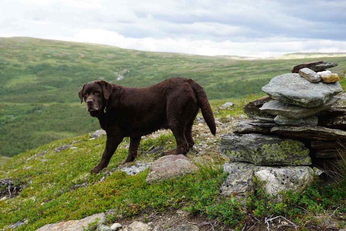diplomat_dog's tweet photo. Today is a great day for hiking over the rainbow bridge. Always loved getting out in nature with my dads. #RIPColt https://t.co/Qih0OPghtd