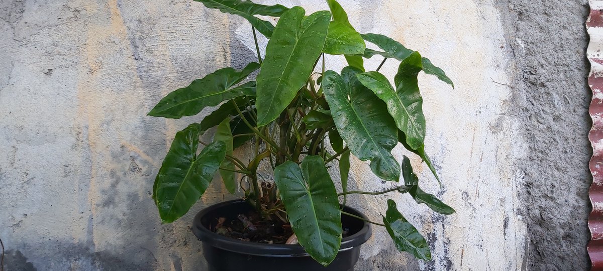 PHILODENDRON BURLE-MARX

tiplantes.wixsite.com/tiplantes/phil…
