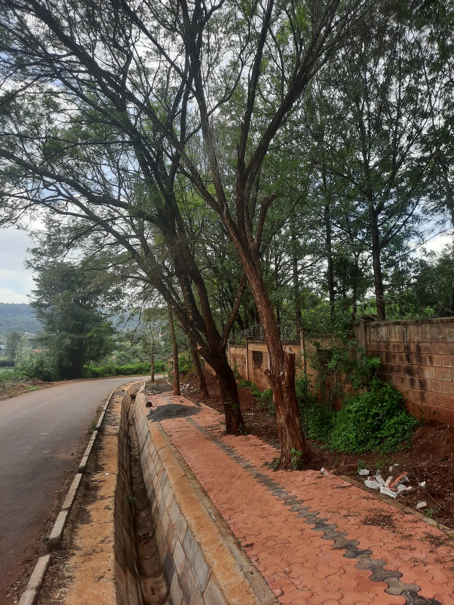 HermanWaita's tweet photo. Road + walkway under construction.

Contractor had planned to cut down every tree along the road.

Neighbourhood resident told contractor that he would take them to court and bleed them dry through legal expenses if they did.

Contractor backed down, built round the trees. https://t.co/bbUTBvBnS6
