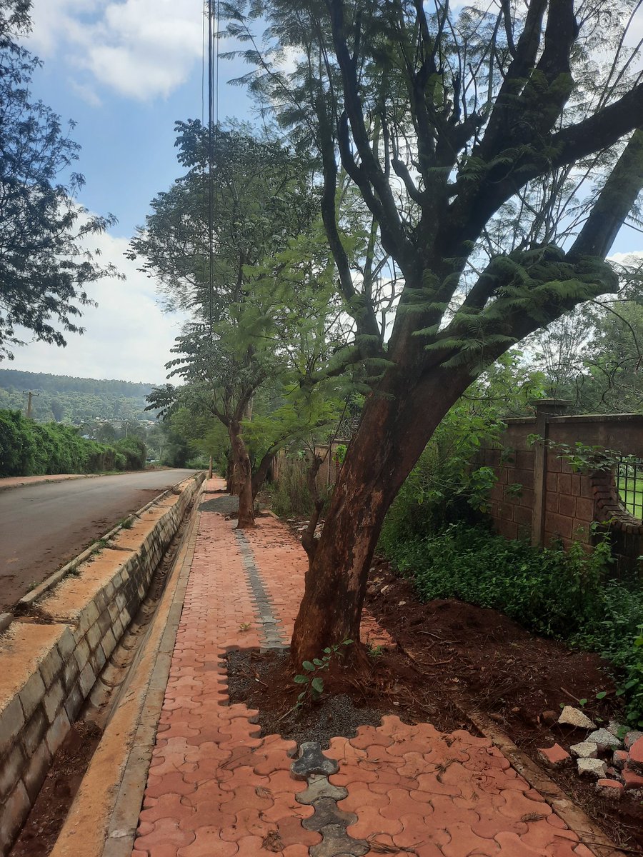 HermanWaita's tweet photo. Road + walkway under construction.

Contractor had planned to cut down every tree along the road.

Neighbourhood resident told contractor that he would take them to court and bleed them dry through legal expenses if they did.

Contractor backed down, built round the trees. https://t.co/bbUTBvBnS6