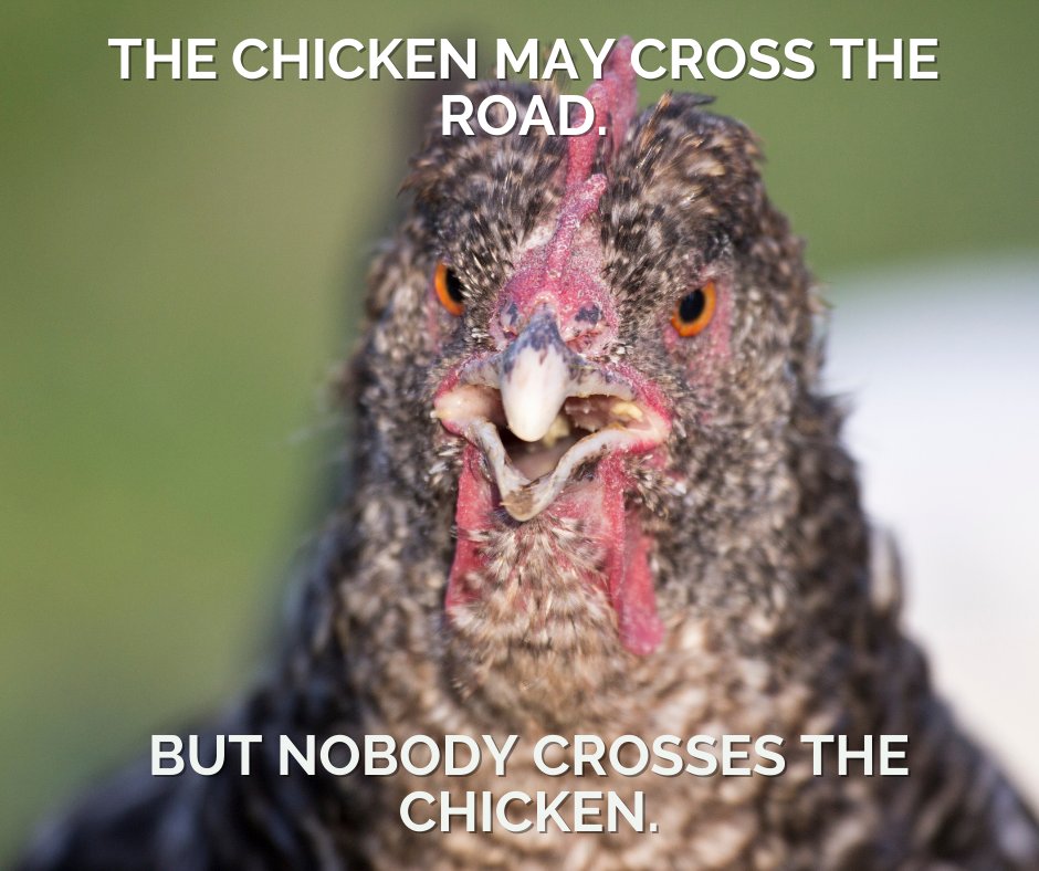 AFowlDay's tweet photo. I wouldn't cross that chicken.
#chicken #jokes #chickenhumor https://t.co/T2Zwssj622