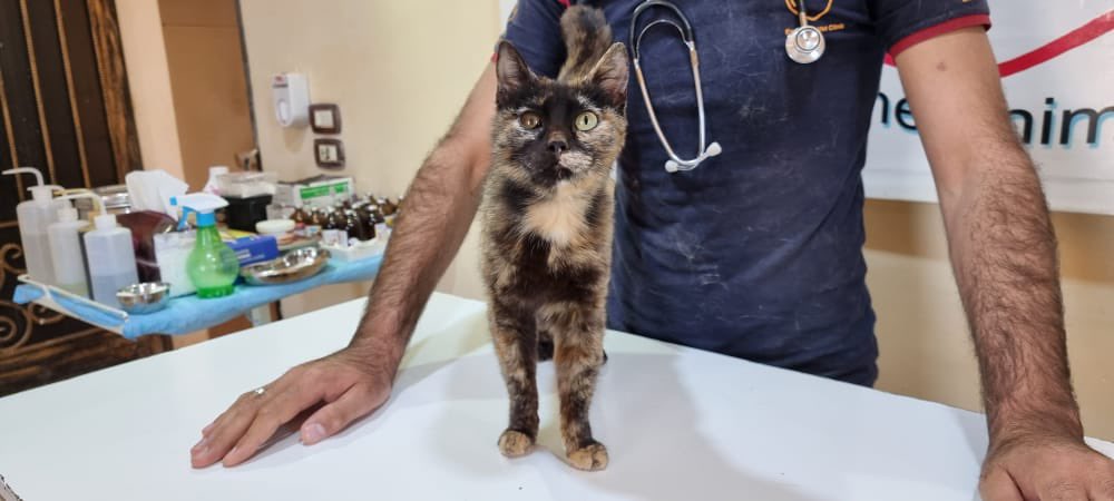 theAleppoCatmen's tweet image. our vet had noticed her on the street meowed he started searching for her humans,they told us that they had thrown her away with her kittens,
we started looking for the kittens, unfortunately we arrived late.🙁
we hope to make her forget the cruelty she suffered.