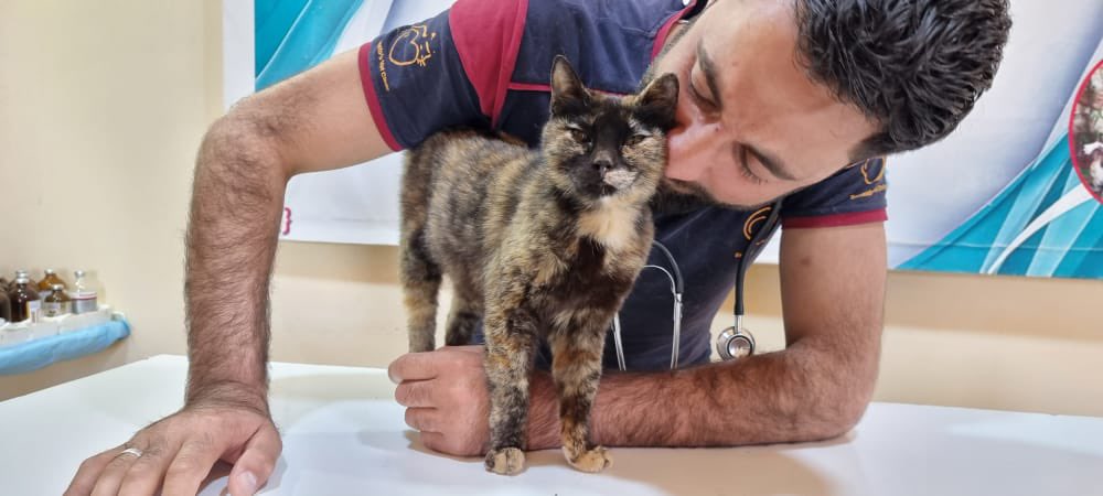 theAleppoCatmen's tweet image. our vet had noticed her on the street meowed he started searching for her humans,they told us that they had thrown her away with her kittens,
we started looking for the kittens, unfortunately we arrived late.🙁
we hope to make her forget the cruelty she suffered.