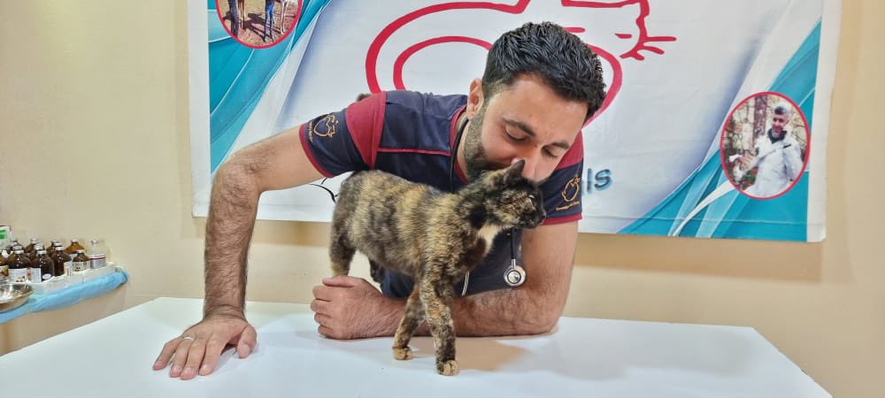 theAleppoCatmen's tweet image. our vet had noticed her on the street meowed he started searching for her humans,they told us that they had thrown her away with her kittens,
we started looking for the kittens, unfortunately we arrived late.🙁
we hope to make her forget the cruelty she suffered.