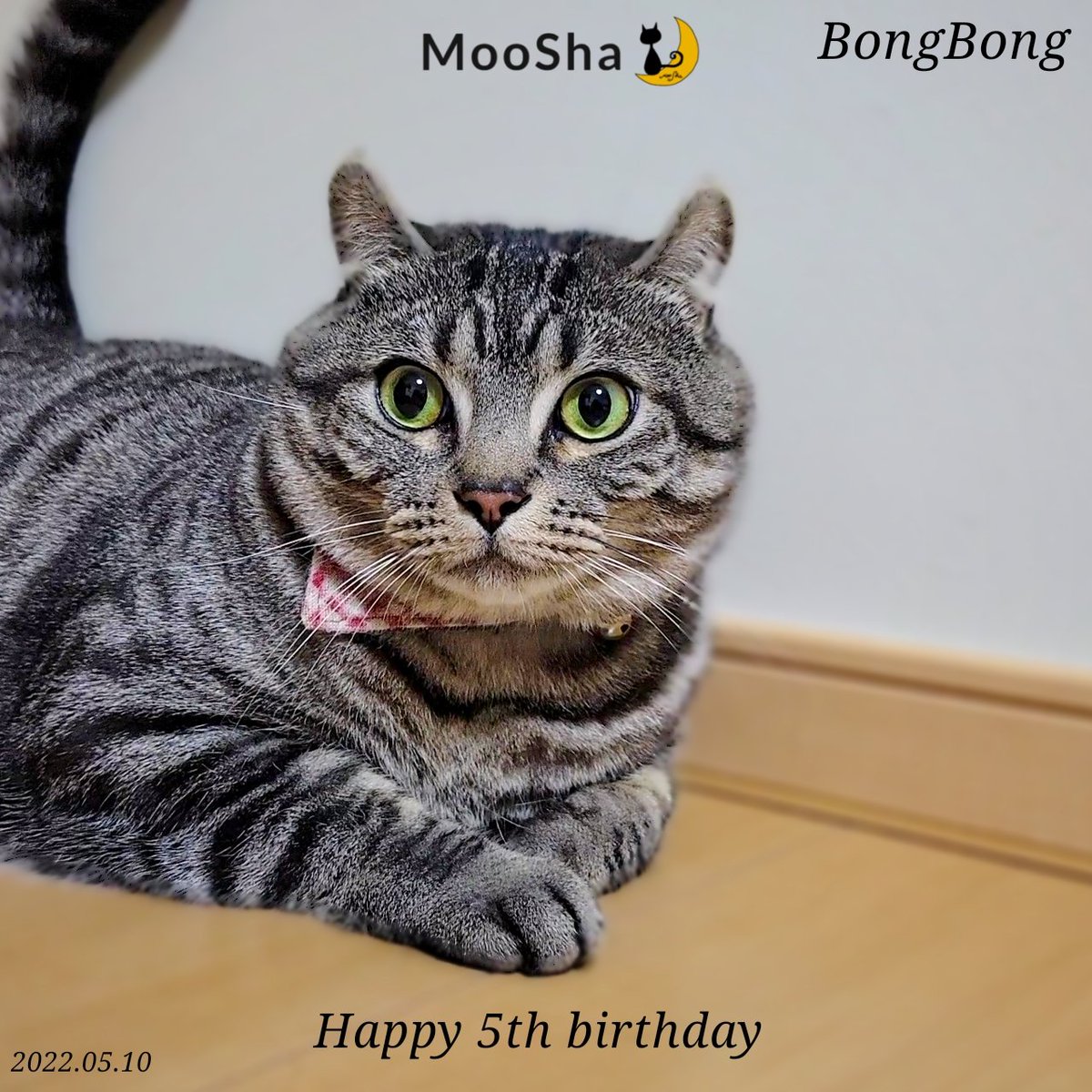 mooshaofficial's tweet photo. #MooSha #猫 #RT #ペット #猫好き #猫のいる暮らし #猫好きさんと繋がりたい #猫写真 #cats #pets https://t.co/hSLeC5NXdf
