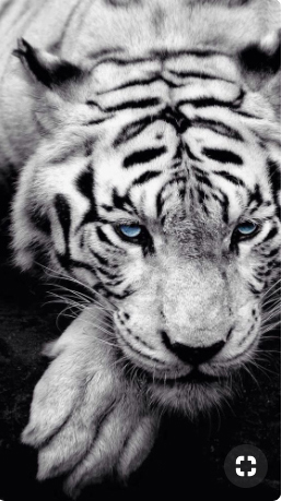 MarthaDunlop's tweet photo. When Tabitha paints, she astral projects as a white #tiger. So when the tigers in the nearby zoo escape during a storm, she is the only one who can save them from the keeper's gun. But can she do it in time? #romance #KindleUnlimited #WildShadow 

https://t.co/SeSr2500pB https://t.co/eFQdYb50t4
