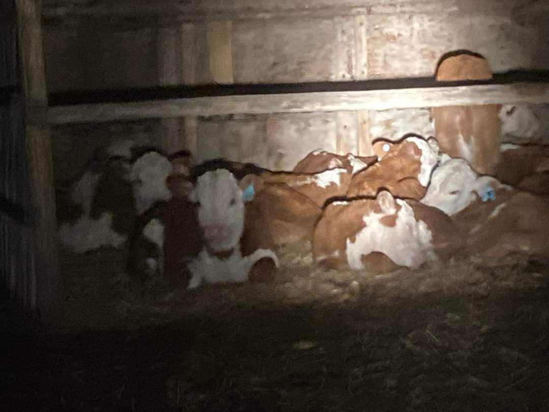 fsjrancherswife's tweet photo. The weather is a little gross around here but the calves sure know where to hide 😍
#RanchersWife #NightChecks #Hereford #Calving2022 #RanchLife https://t.co/R59Y7D2za3