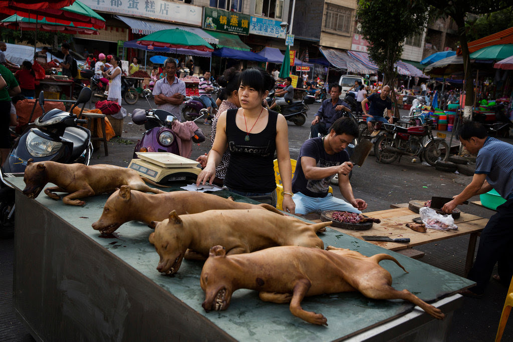The Yulin festival in China is regarded as Dog lovers vs.Dog eaters. During the grotesque gathering the Animals are tortured in despicable ways, death comes as a welcome visitor. 'Why do people pick on Yulin'? How can they ask why we pick on Yulin, HOW??
#YULIN