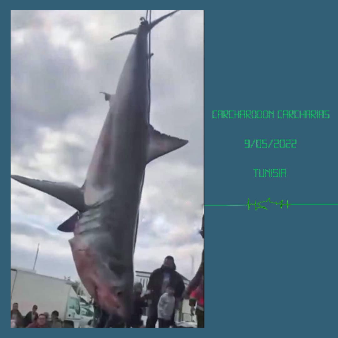 sharkPulse_italia tweet media