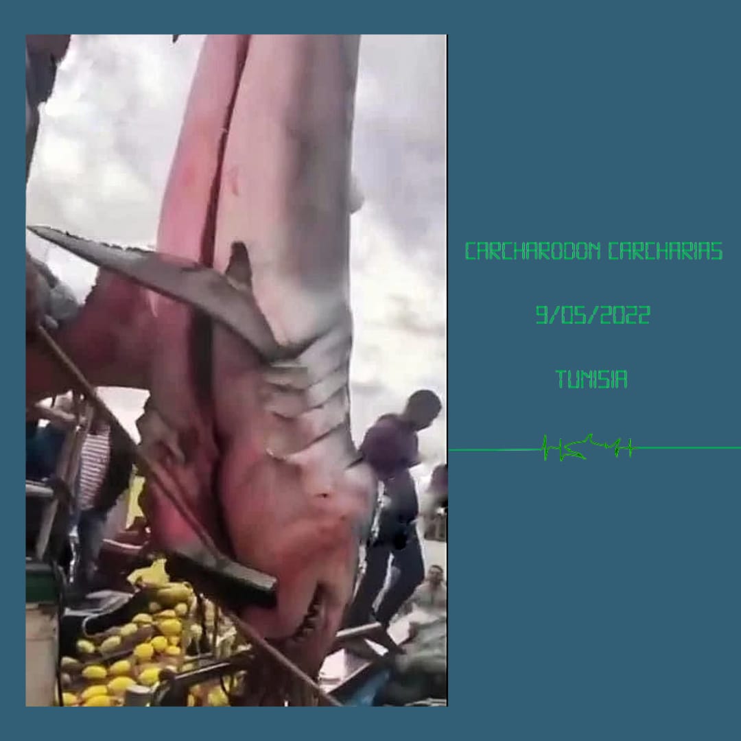 sharkPulse_italia tweet media
