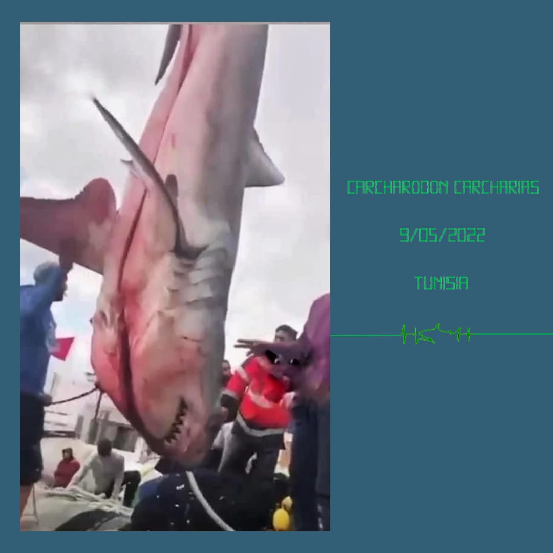 sharkPulse_italia tweet media